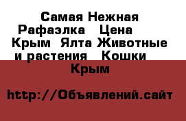 Самая Нежная Рафаэлка › Цена ­ 1 - Крым, Ялта Животные и растения » Кошки   . Крым